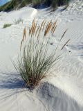 Ammophila arenaria. Плодоносящее растение. Литва, окр. г. Клайпеда, Куршская коса, Смильтине, дюна. 04.08.2018.