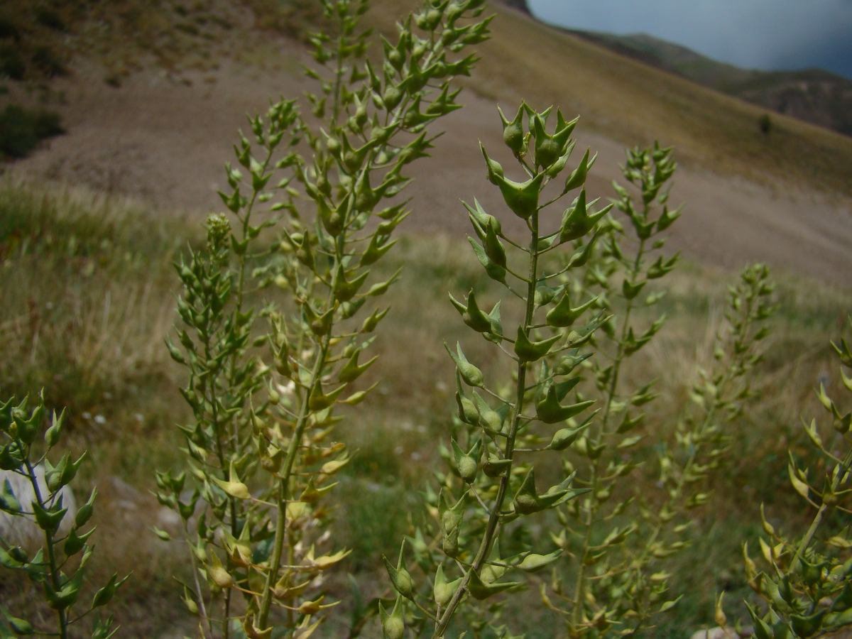 Image of Thlaspi ceratocarpum specimen.