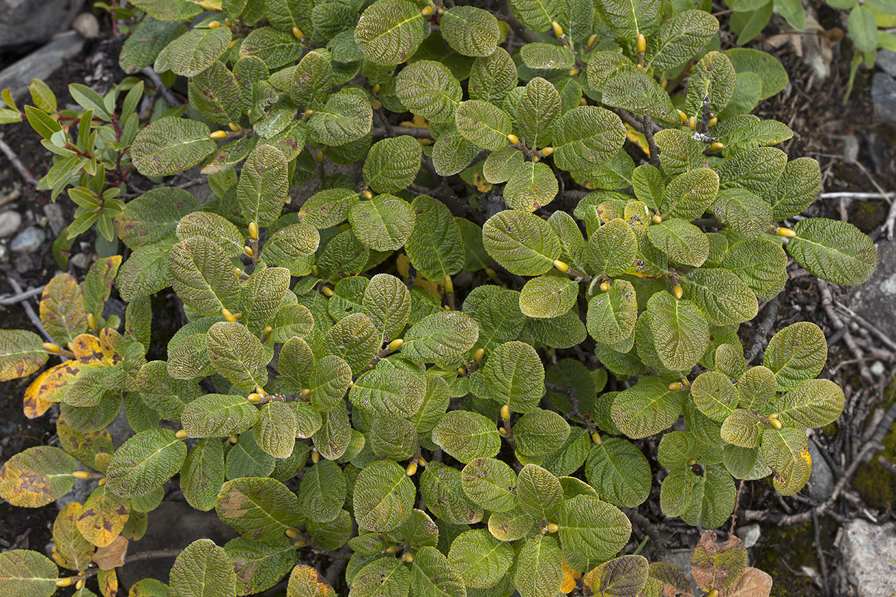 Image of Salix vestita specimen.