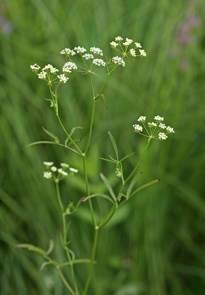 Image of Sium tenue specimen.