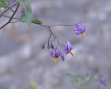 Solanum pseudopersicum. Соцветие. Республика Северная Осетия-Алания, окр. с. Нижний Ларс, берег р. Терек, обочина дороги. 30.07.2018.