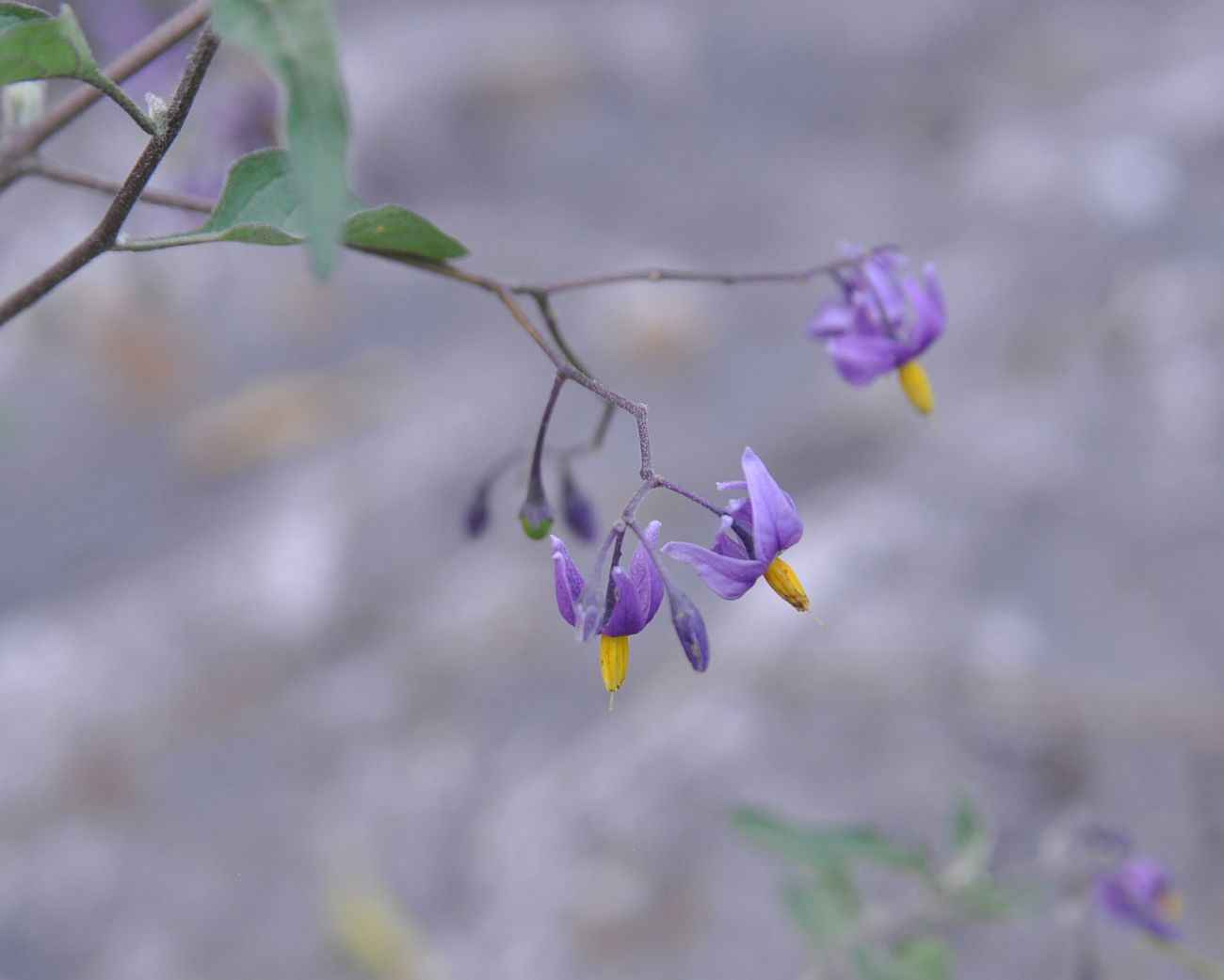 Изображение особи Solanum pseudopersicum.