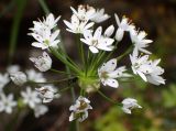 Allium subhirsutum