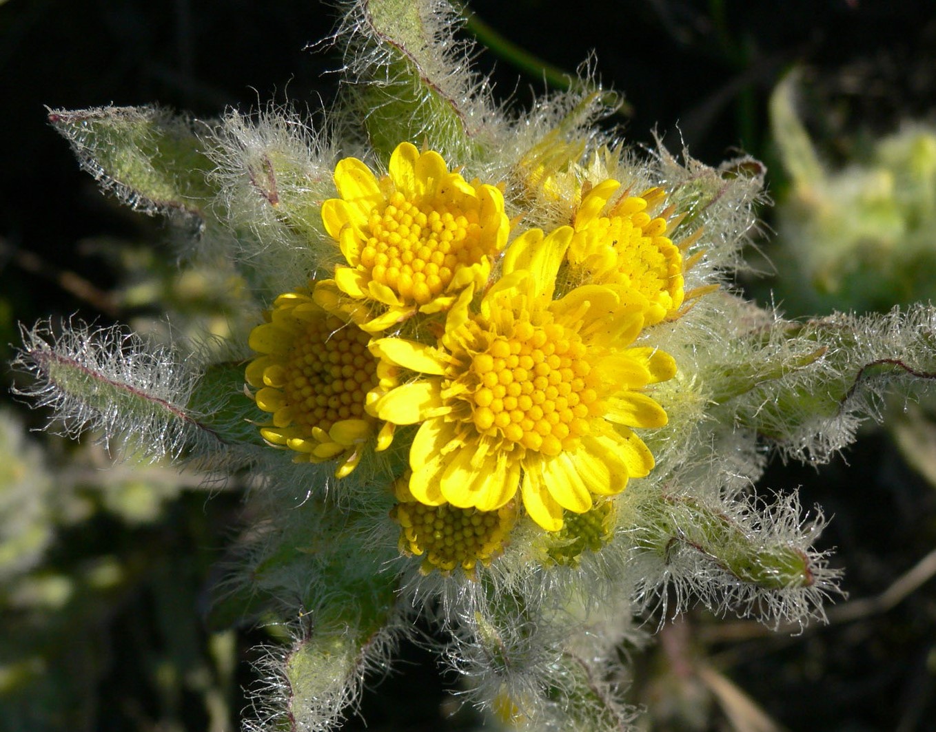 Изображение особи Tephroseris palustris.