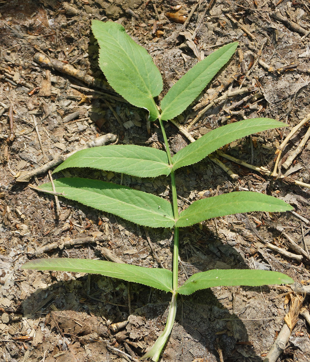 Image of Sium latifolium specimen.