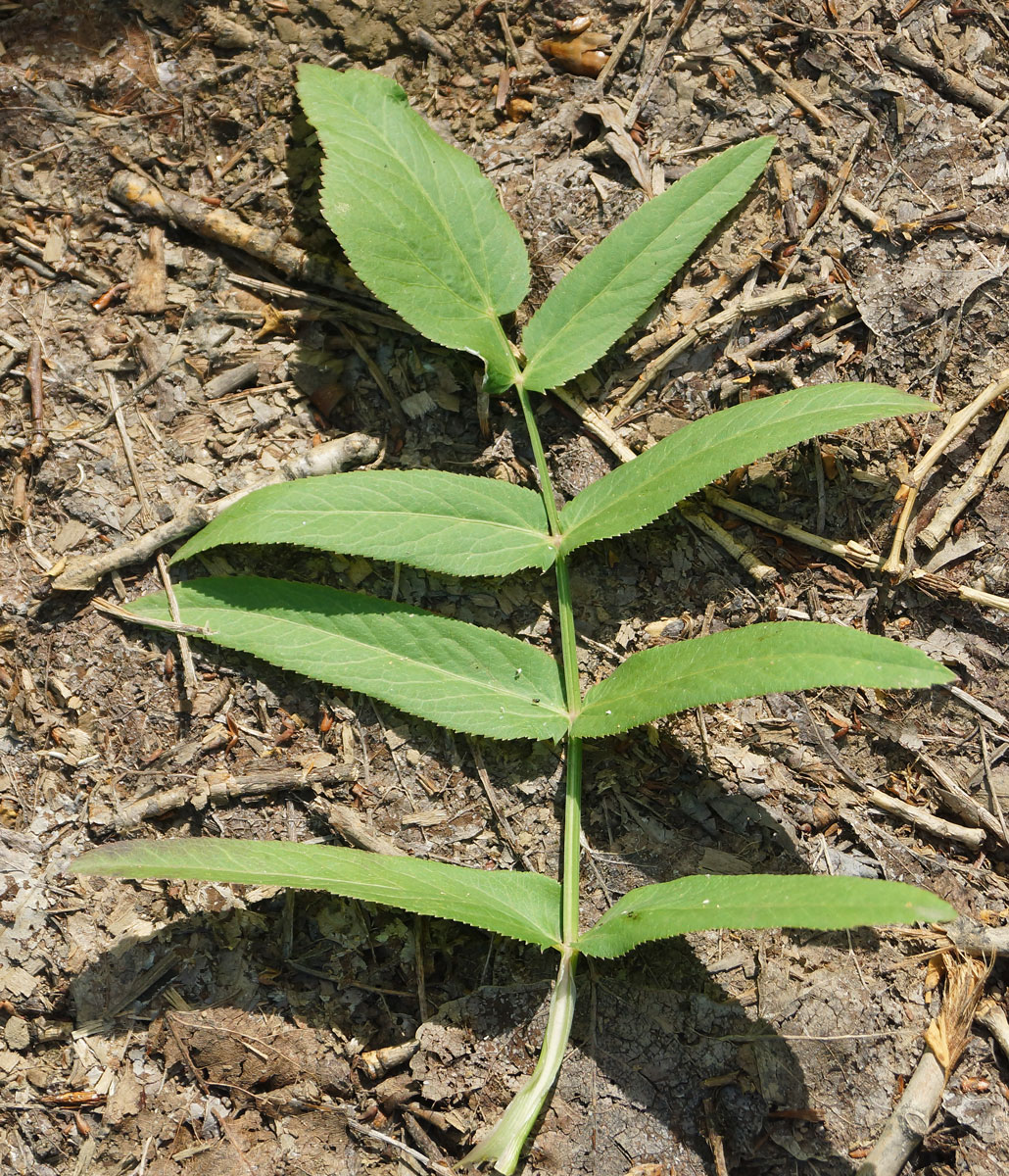 Изображение особи Sium latifolium.