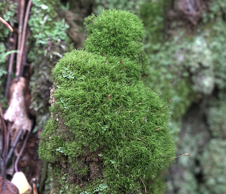 Image of genus Dicranum specimen.