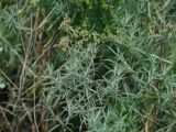 Artemisia glauca. Верхушка цветущего растения. Иркутская обл., Иркутский р-н, дер. Вересовка, пустырь между домами. 08.08.2018.