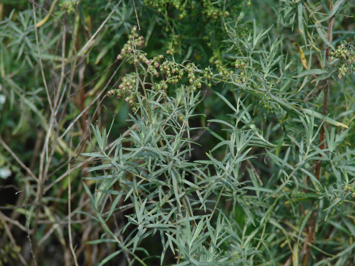 Изображение особи Artemisia glauca.