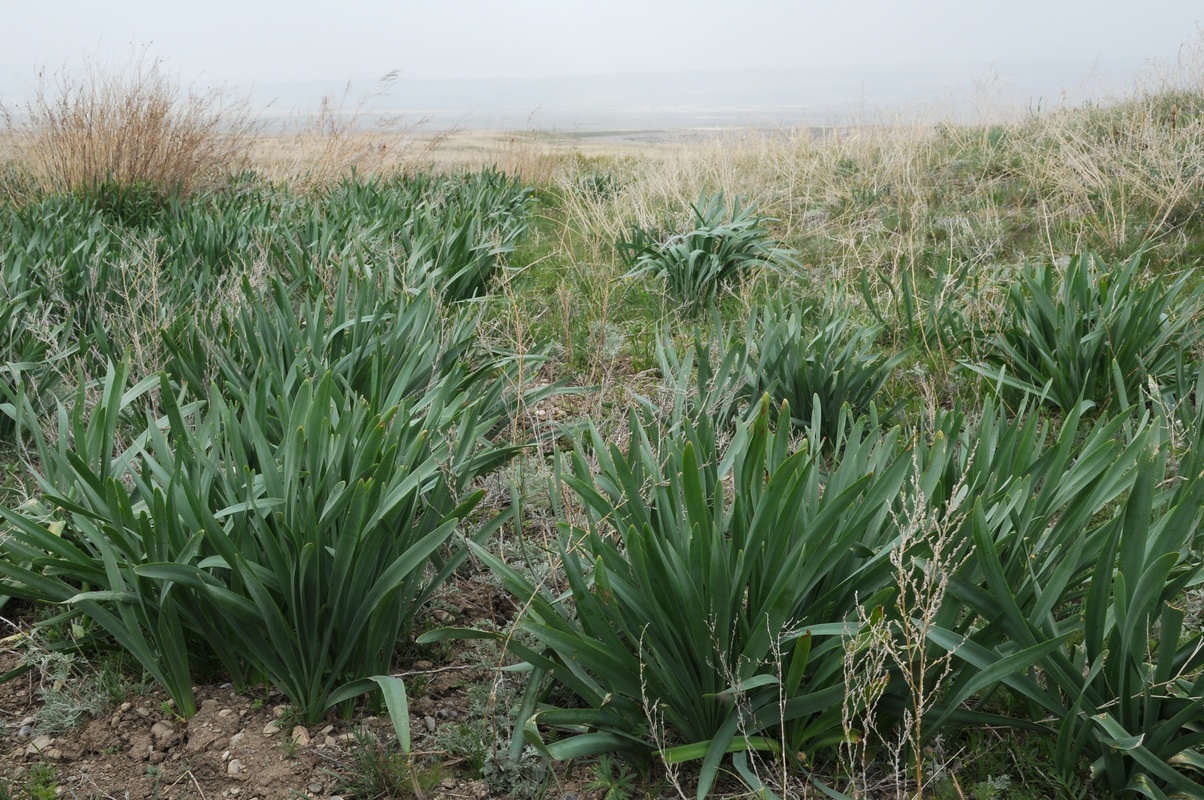 Изображение особи Ungernia sewerzowii.