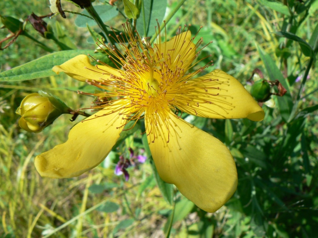 Image of Hypericum ascyron specimen.