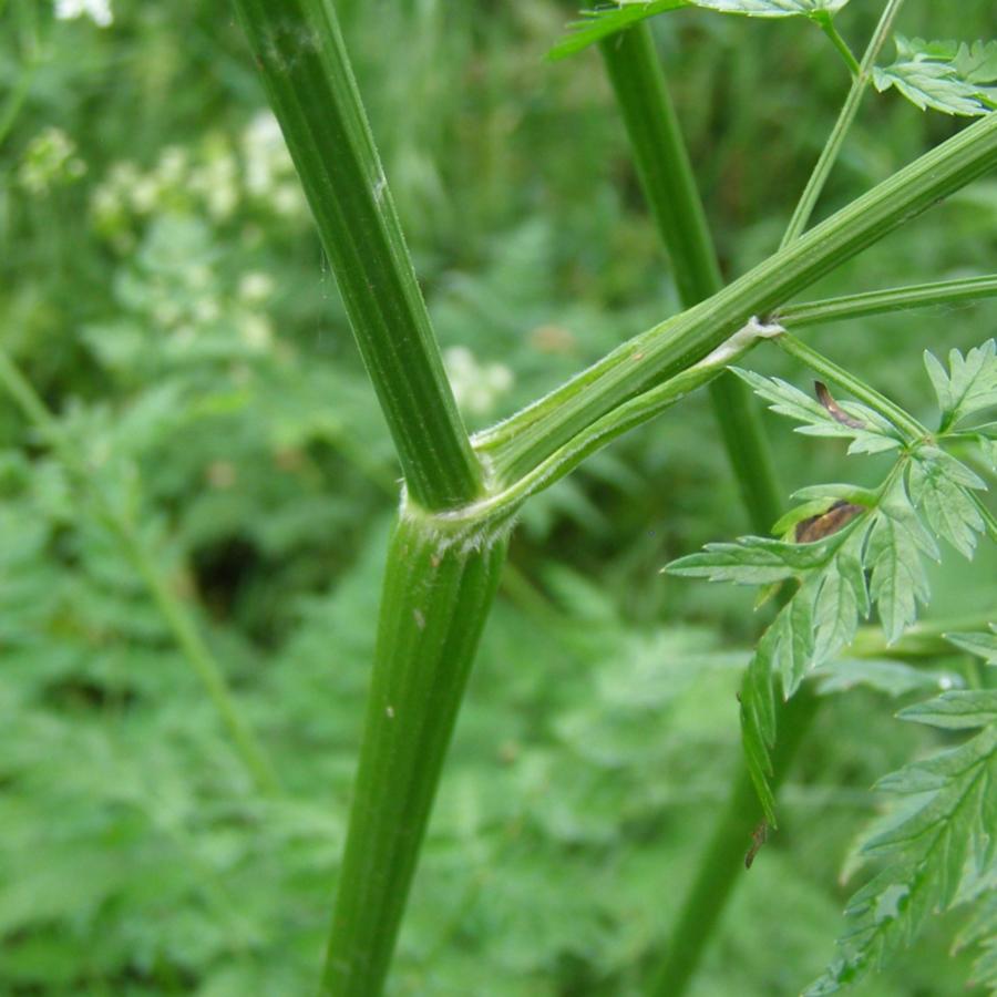 Изображение особи Anthriscus sylvestris.