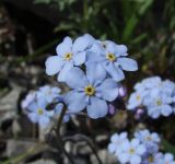 Myosotis asiatica