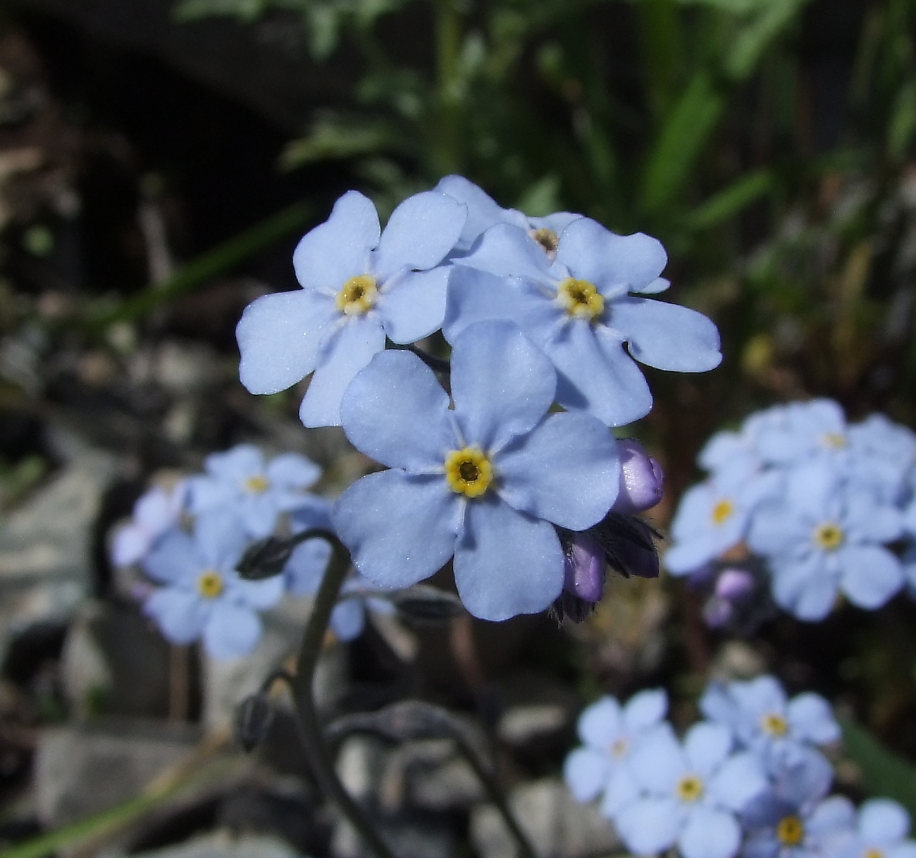 Изображение особи Myosotis asiatica.