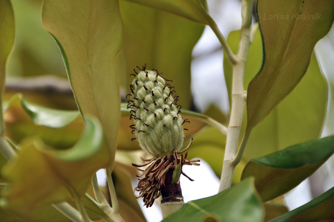 Image of Magnolia grandiflora specimen.