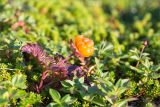 Rubus chamaemorus. Плодоносящее растение. Мурманская обл., окр. пос. Дальние Зеленцы, дёреново-вороничная тундра. 28.07.2018.