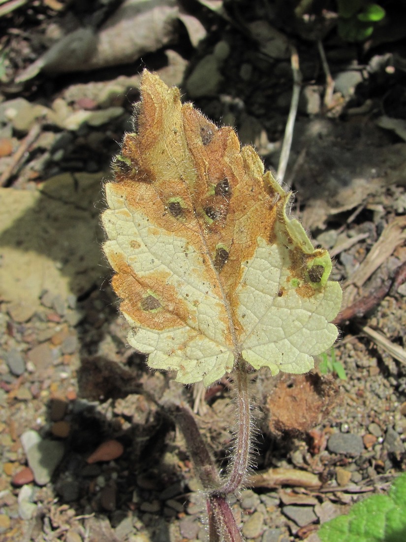 Изображение особи Stachys sylvatica.