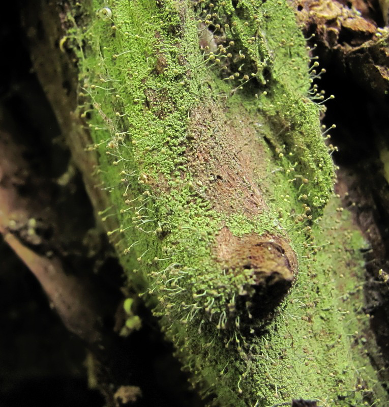 Image of Chaenotheca furfuracea specimen.