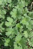 семейство Ranunculaceae