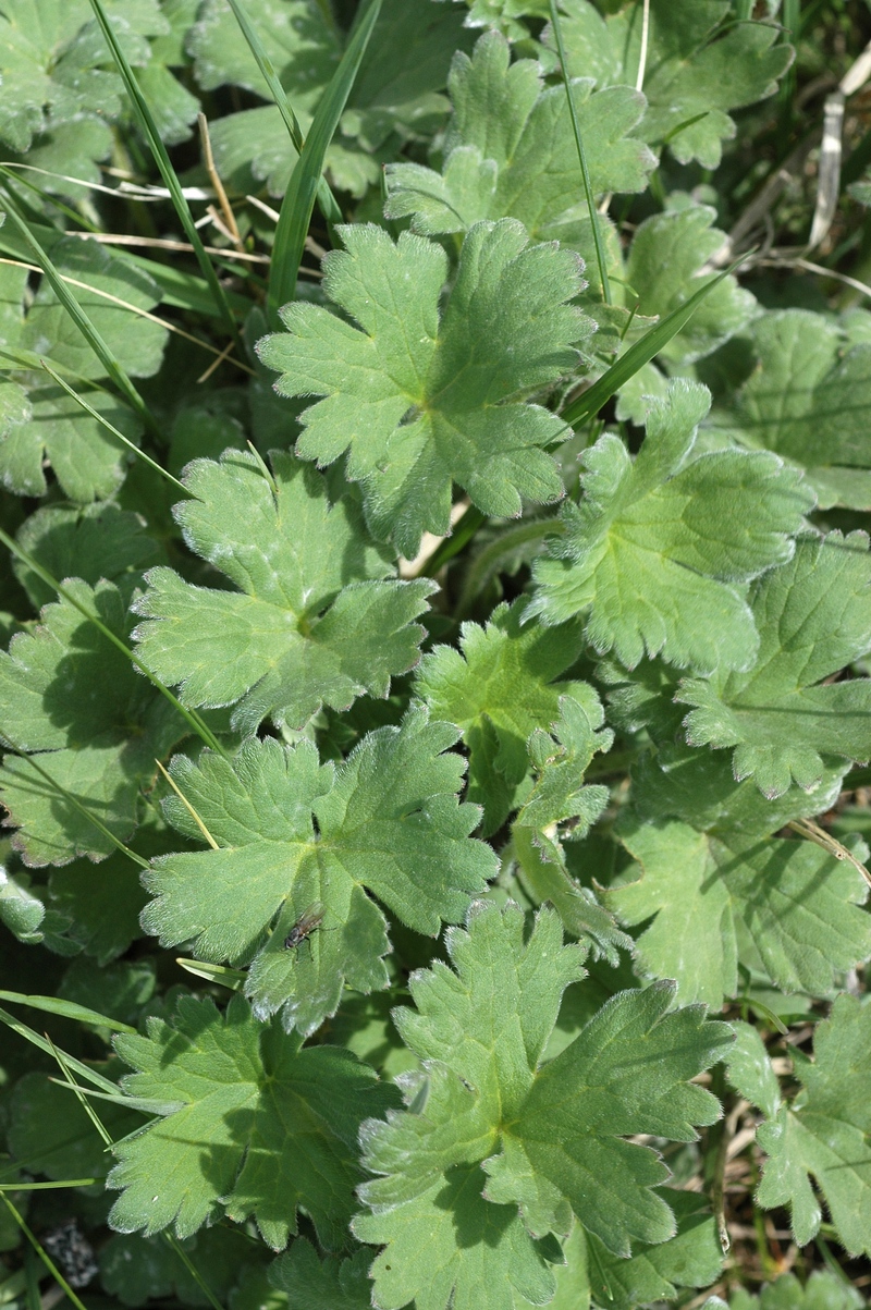 Изображение особи семейство Ranunculaceae.