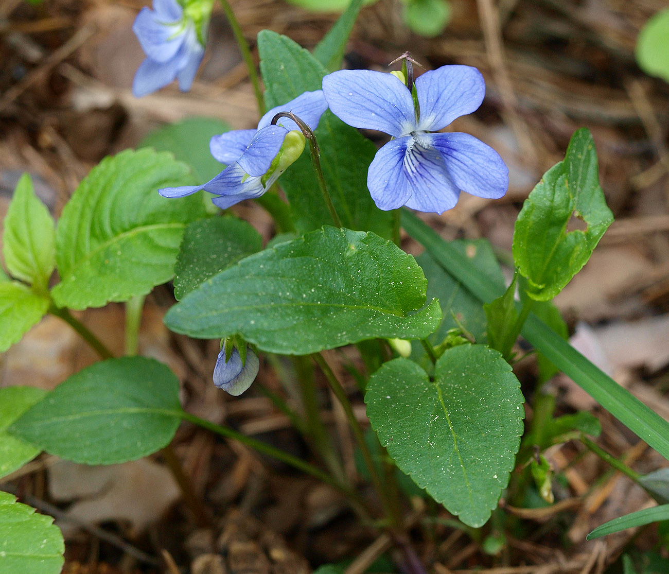 Image of Viola canina specimen.