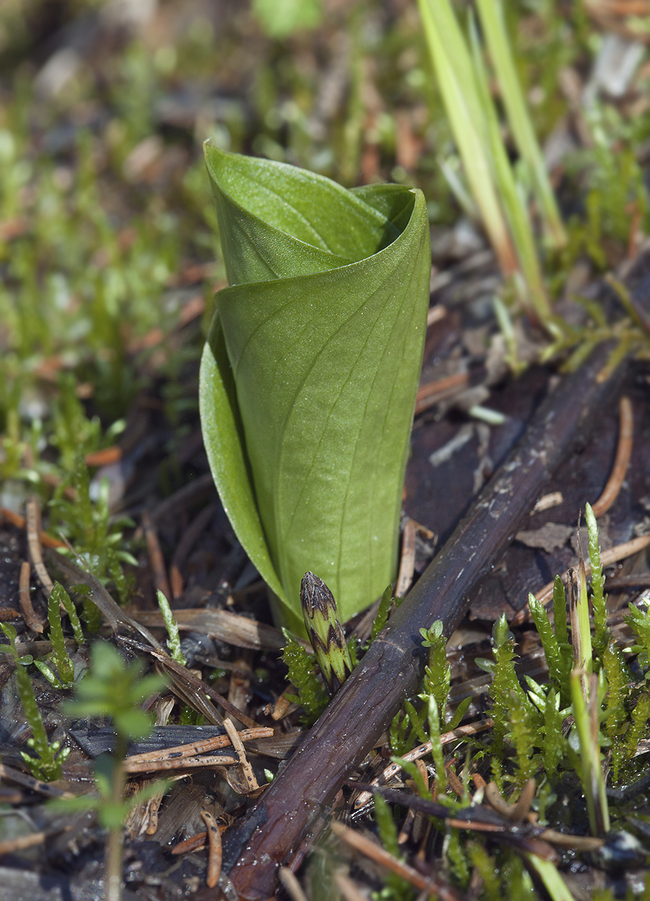 Изображение особи Listera ovata.