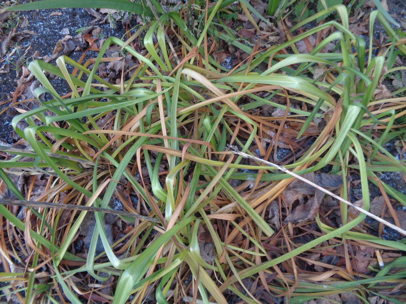 Изображение особи Hemerocallis × hybrida.