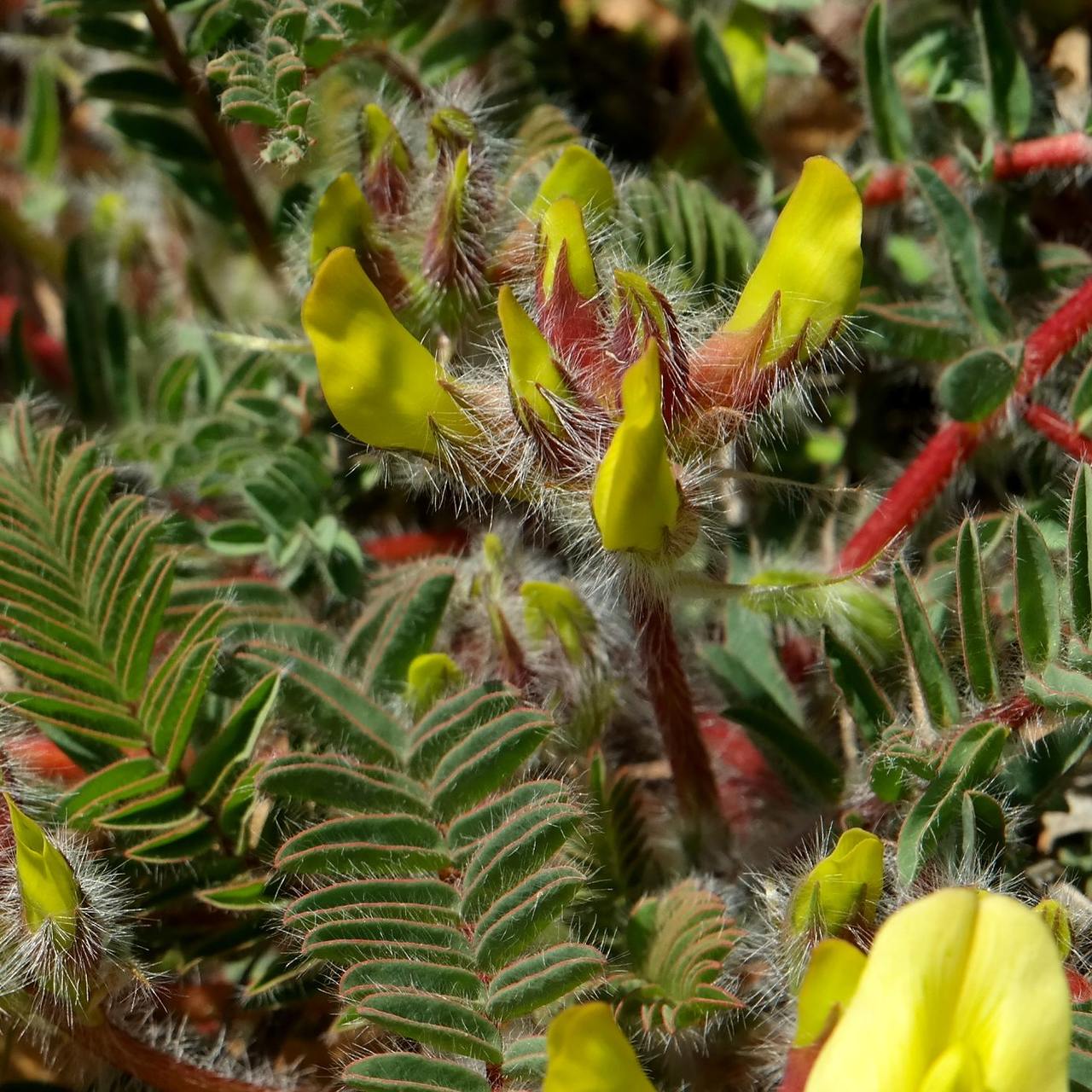 Изображение особи Astragalus utriger.