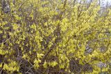 Forsythia europaea