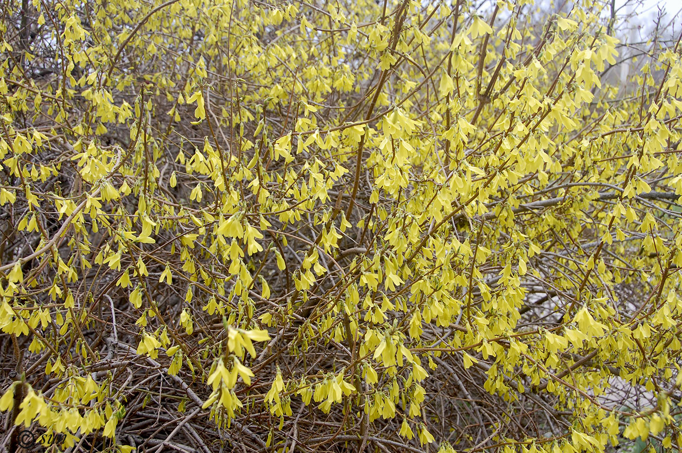 Изображение особи Forsythia europaea.