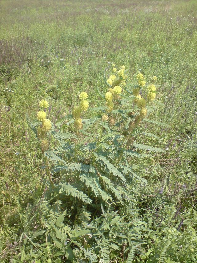 Изображение особи Astragalus ponticus.