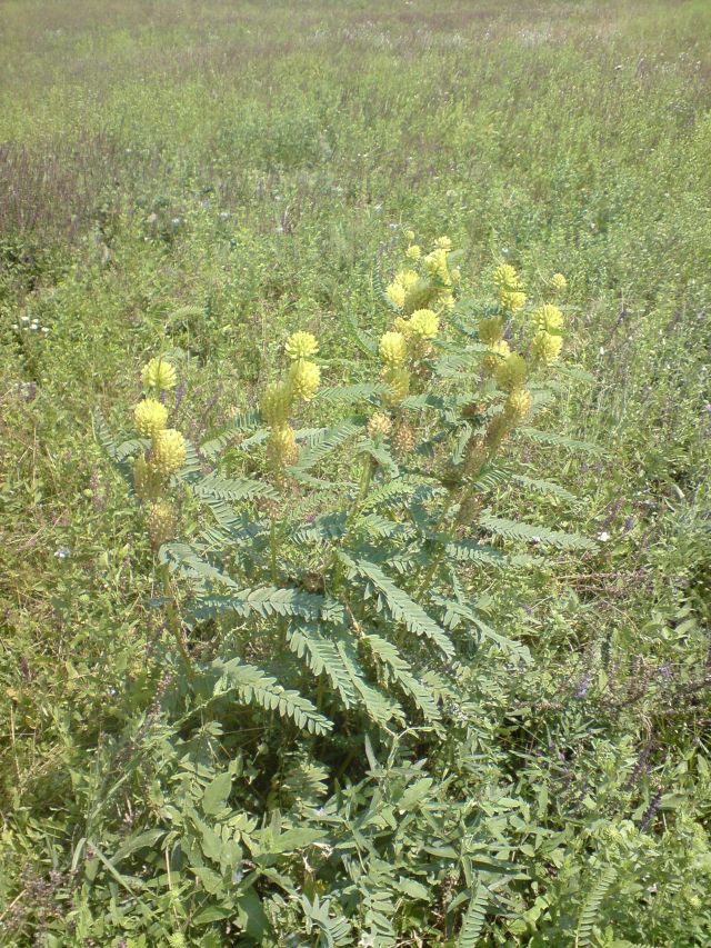 Image of Astragalus ponticus specimen.