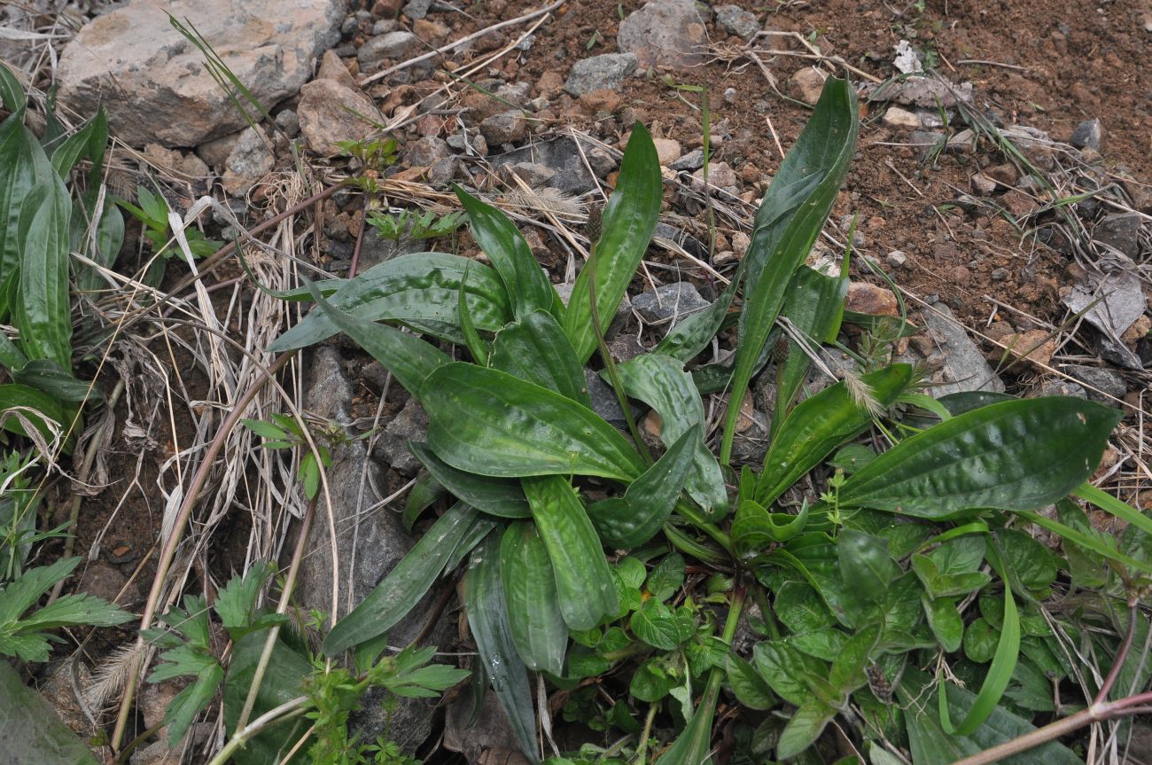 Изображение особи Plantago lanceolata.