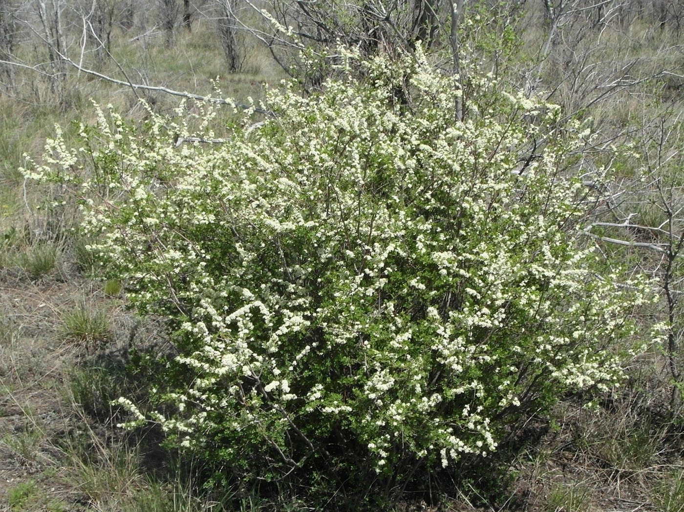 Image of Spiraea hypericifolia specimen.