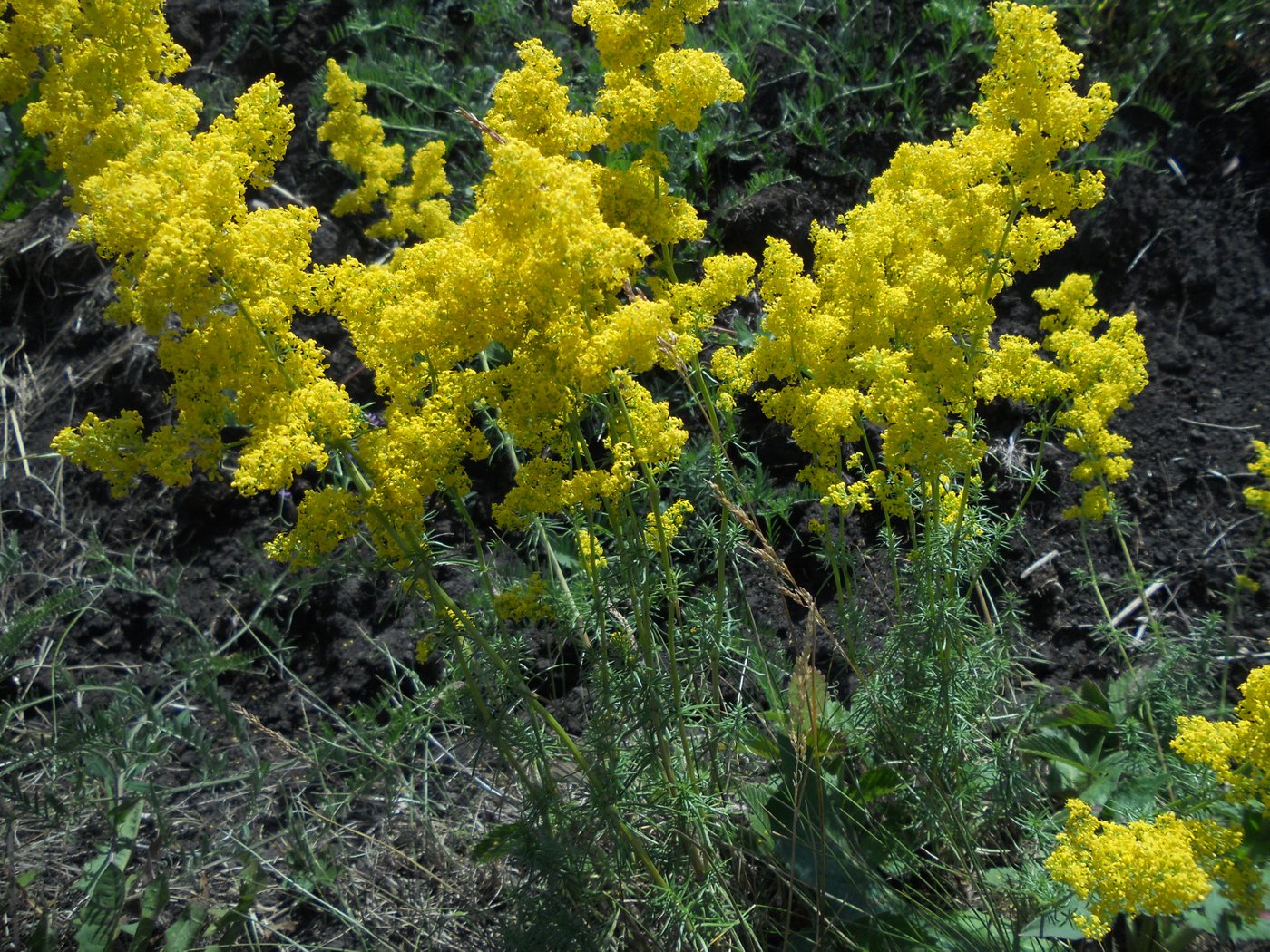 Изображение особи Galium verum.