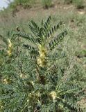 Astragalus denudatus. Побеги с соцветиями. Дагестан, Докузпаринский р-н, окр. с. Мискинджа, глинистый склон. 4 июня 2019 г.