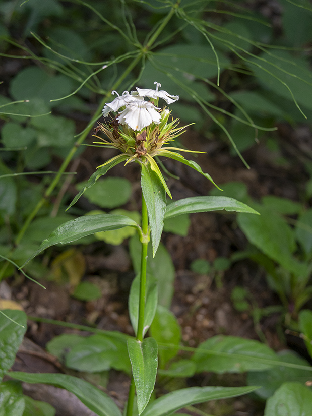 Изображение особи Dianthus barbatus.