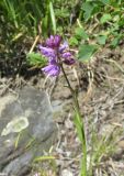Polygala hybrida
