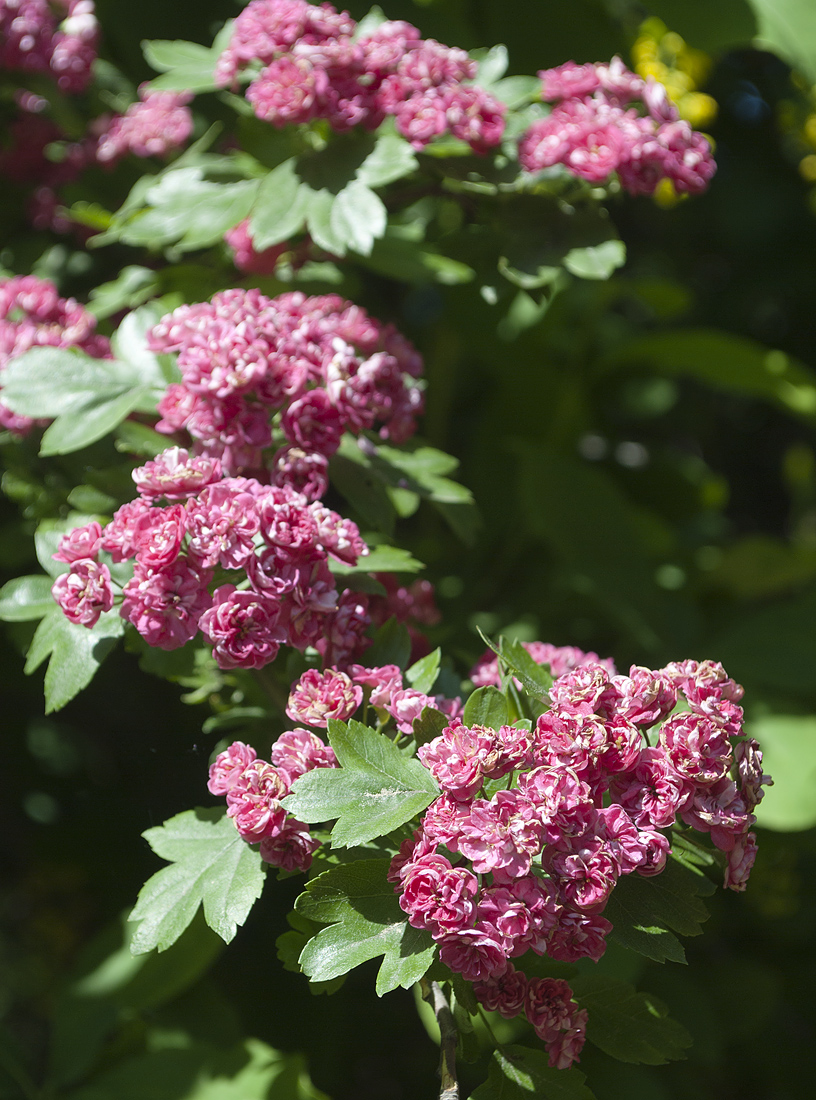 Image of Crataegus &times; media specimen.