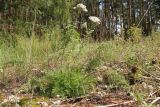 Achillea nobilis