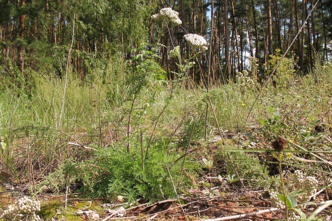 Изображение особи Achillea nobilis.