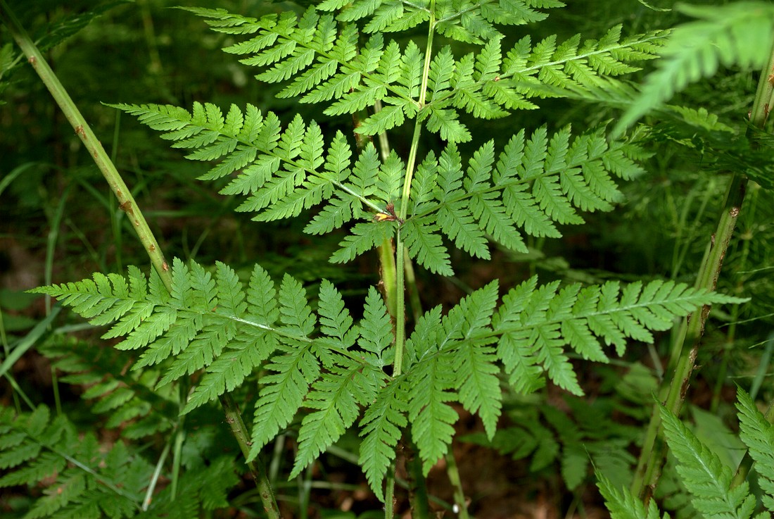 Image of Dryopteris assimilis specimen.