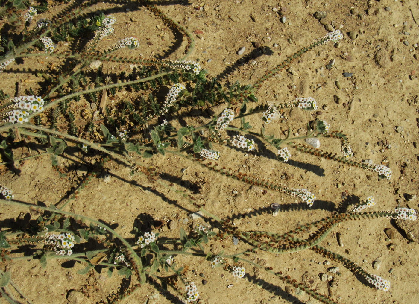 Image of Heliotropium hirsutissimum specimen.