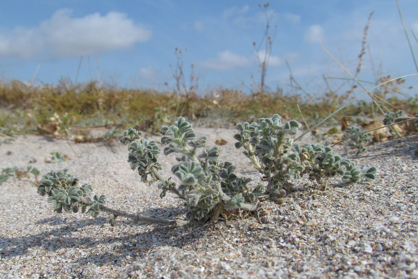 Image of Medicago marina specimen.