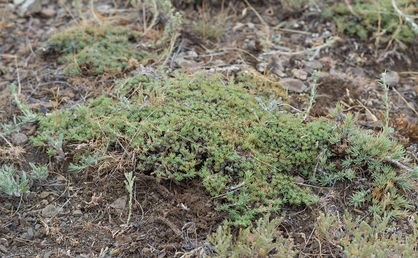 Изображение особи Camphorosma monspeliaca.