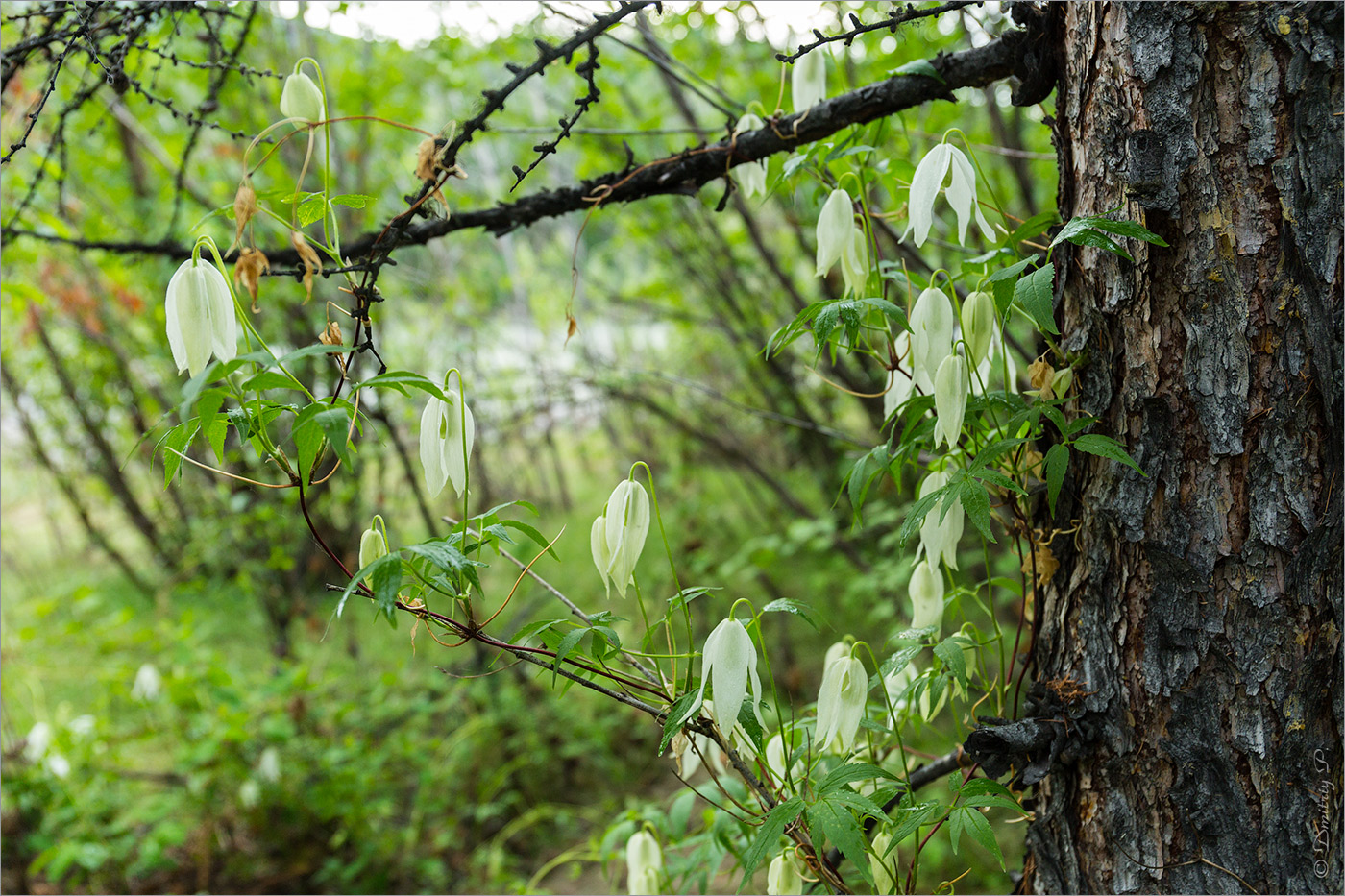 Изображение особи Atragene sibirica.