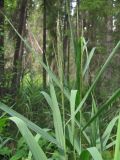 Phragmites australis. Верхушка растения с соцветием. Архангельская обл., Вельский р-н, окр. пос. Усть-Шоноша, лес. 25 июля 2010 г.