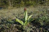 Orchis purpurea. Растение с развивающимся соцветием. Крым, Бахчисарайский р-н, плато рядом с храмом Донаторов. 05.05.2007.