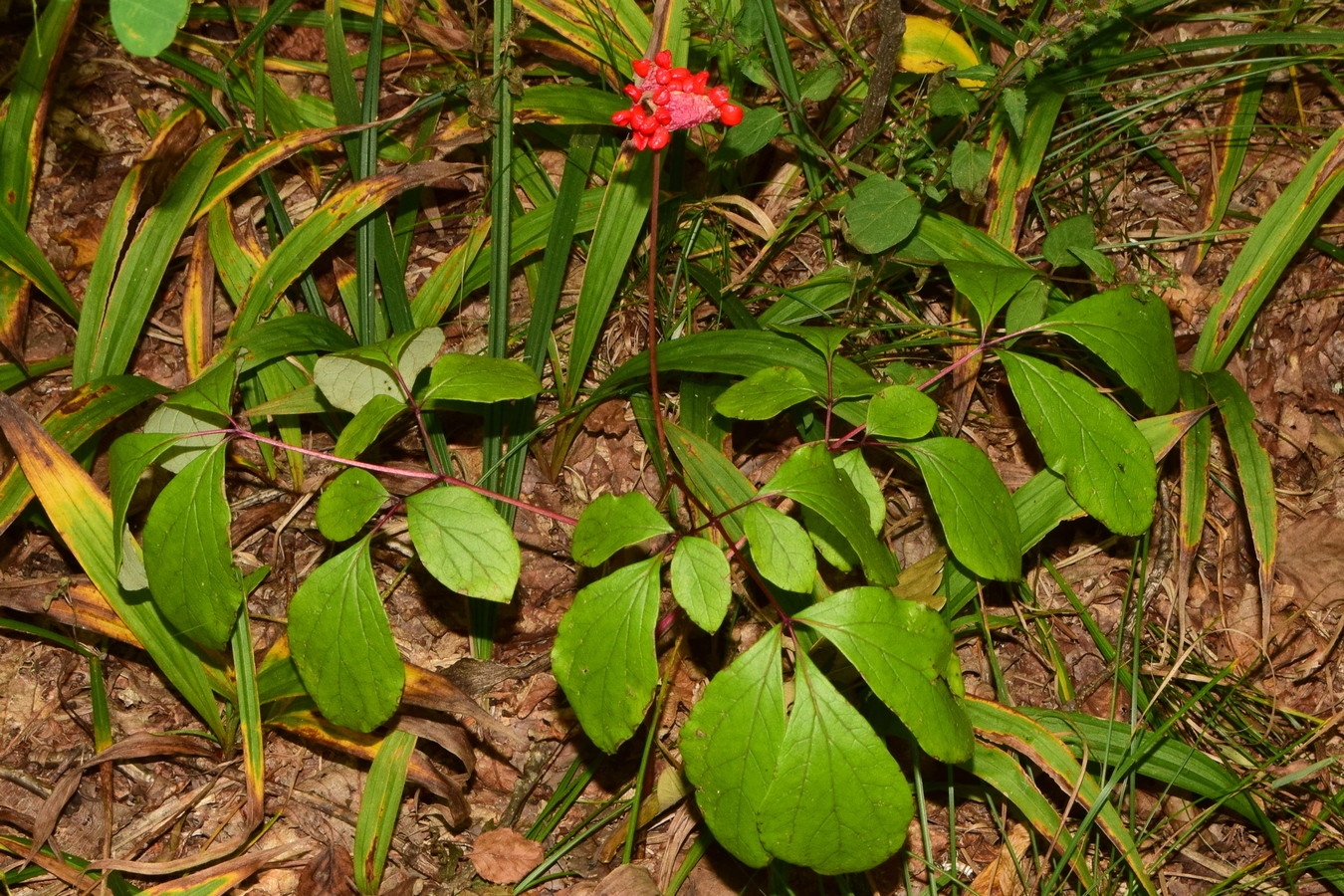 Image of Paeonia obovata specimen.