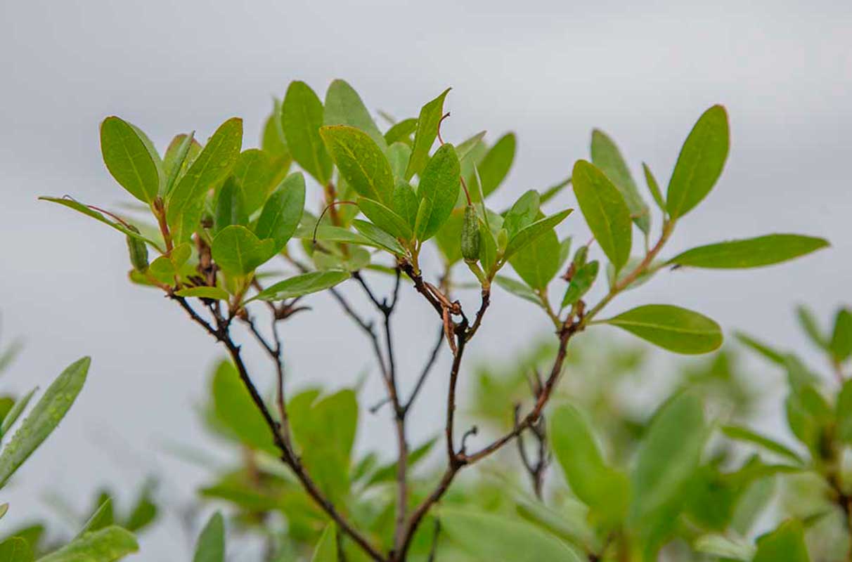 Image of Rhododendron dauricum specimen.
